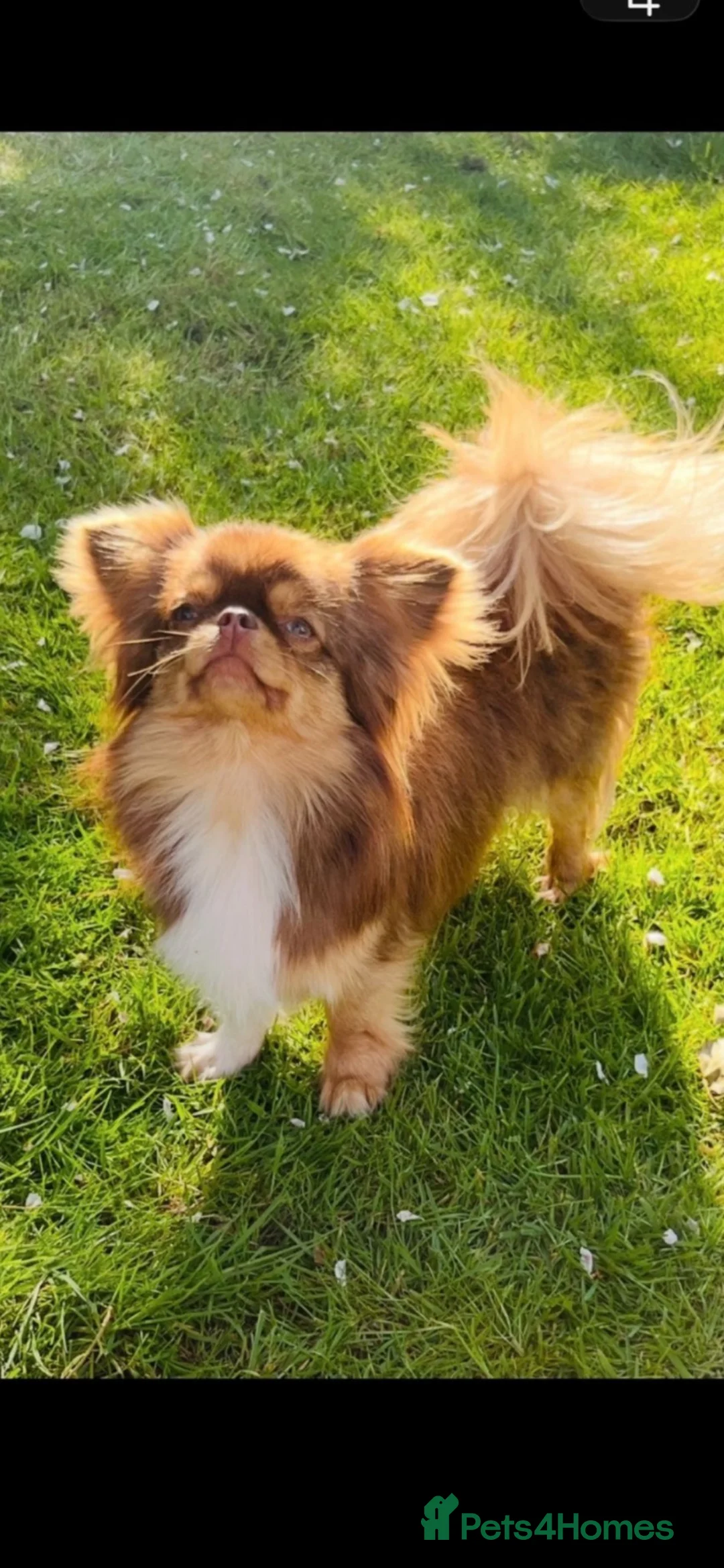 Chihuahua dogs for sale: Xx Quality Thai/Russian chihuahuas Xx - Advert 22