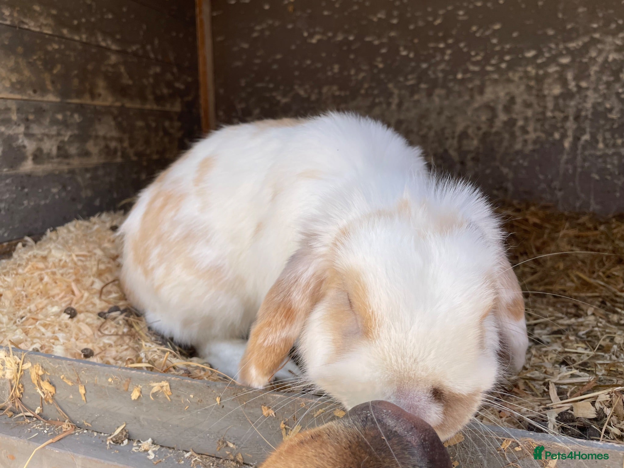 Mini Lop rabbits Mini lops buck for sale - Advert 15