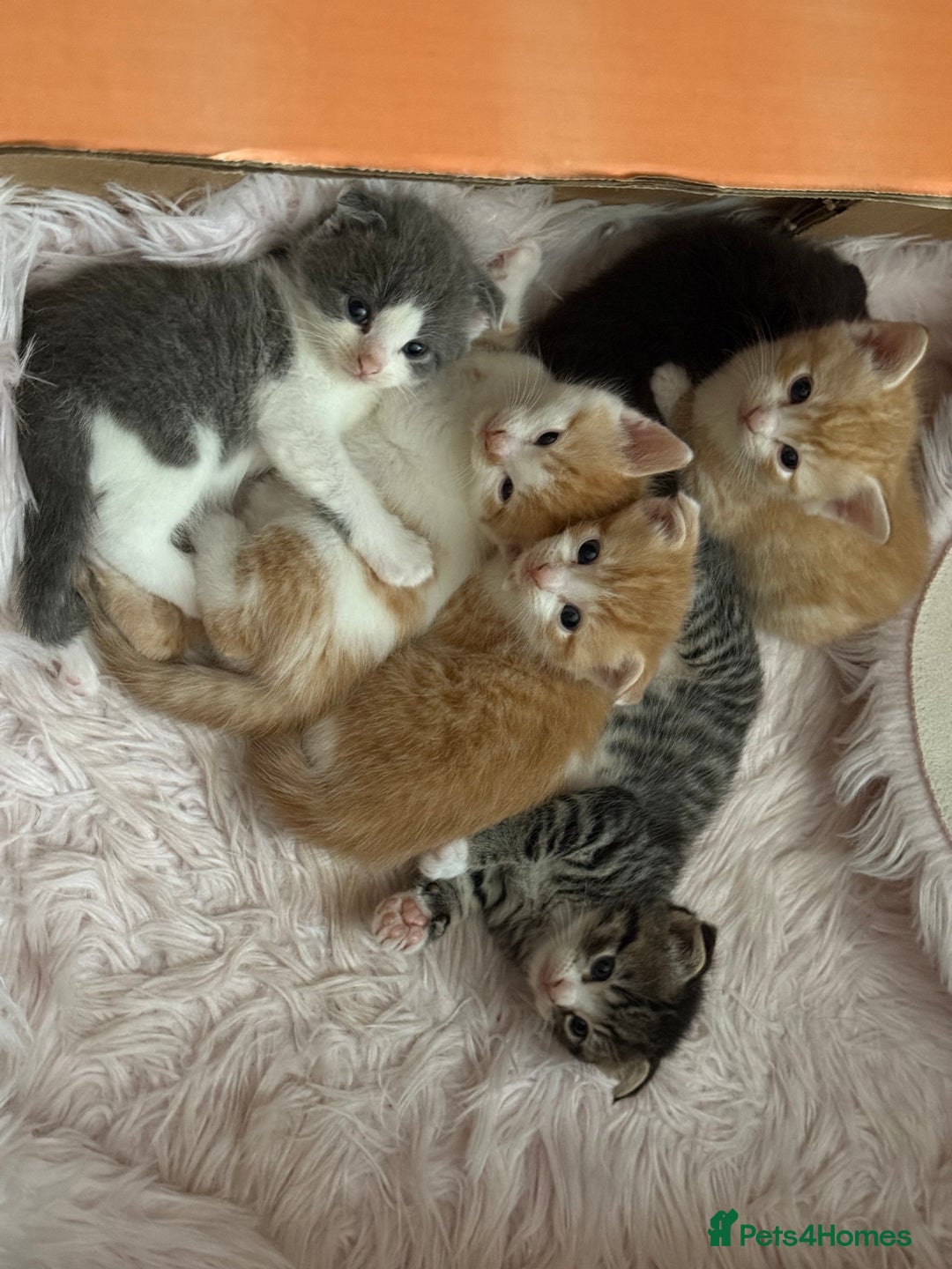 Scottish Fold cats for sale: Scottish fold mix with tabby .  - Image 26