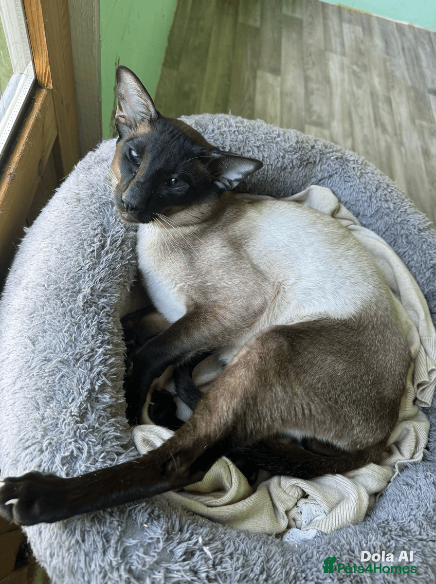 Siamese cats Stunning Male on ACTIVE registration  - Advert 8