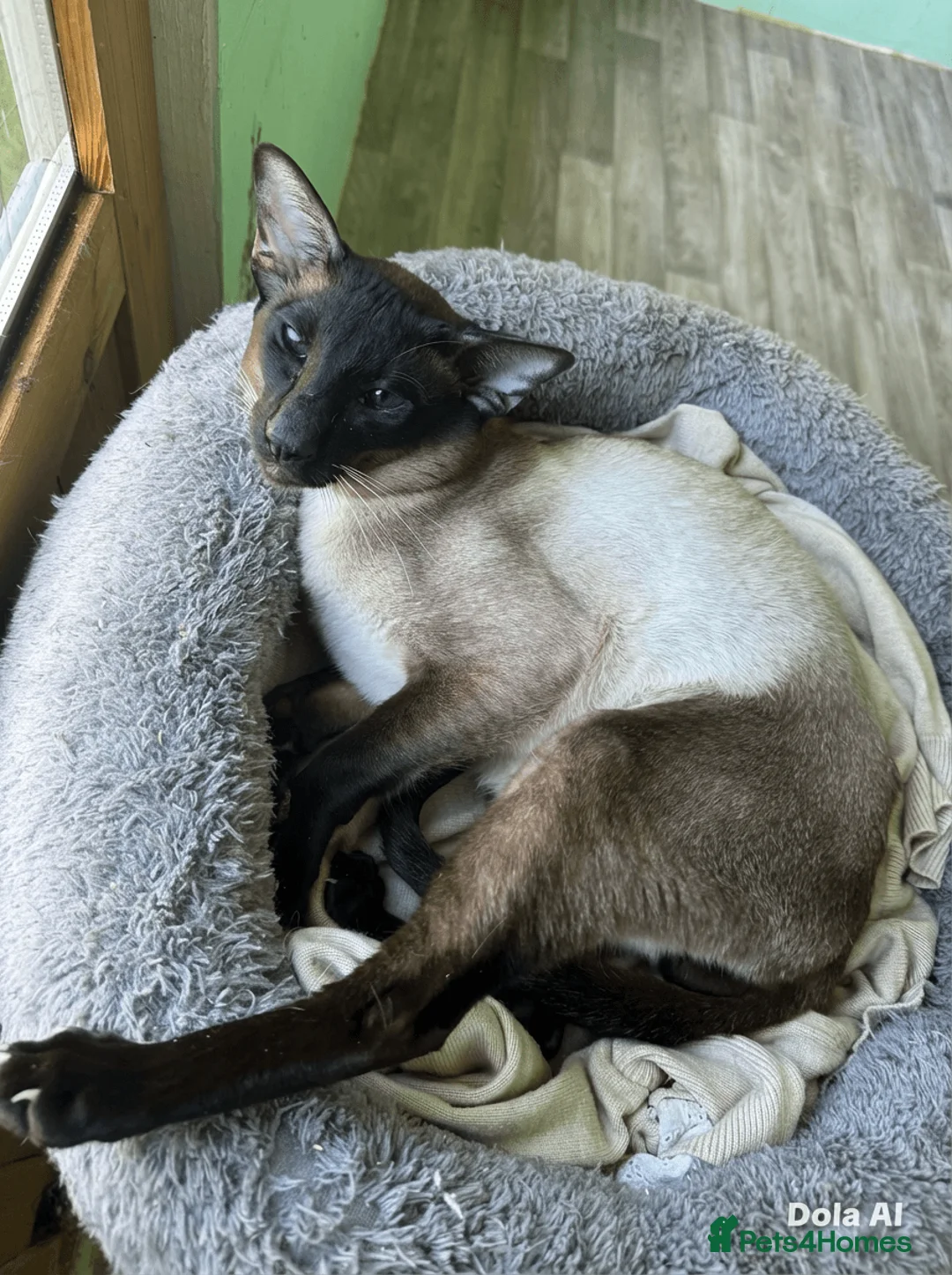 Siamese cats for sale: Stunning Male on ACTIVE registration  - Advert 1