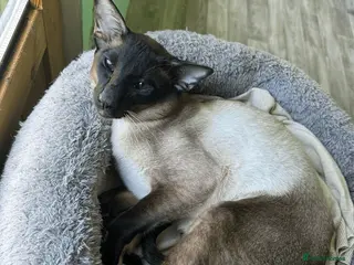 Siamese cats Stunning Male on ACTIVE registration - Advert 2