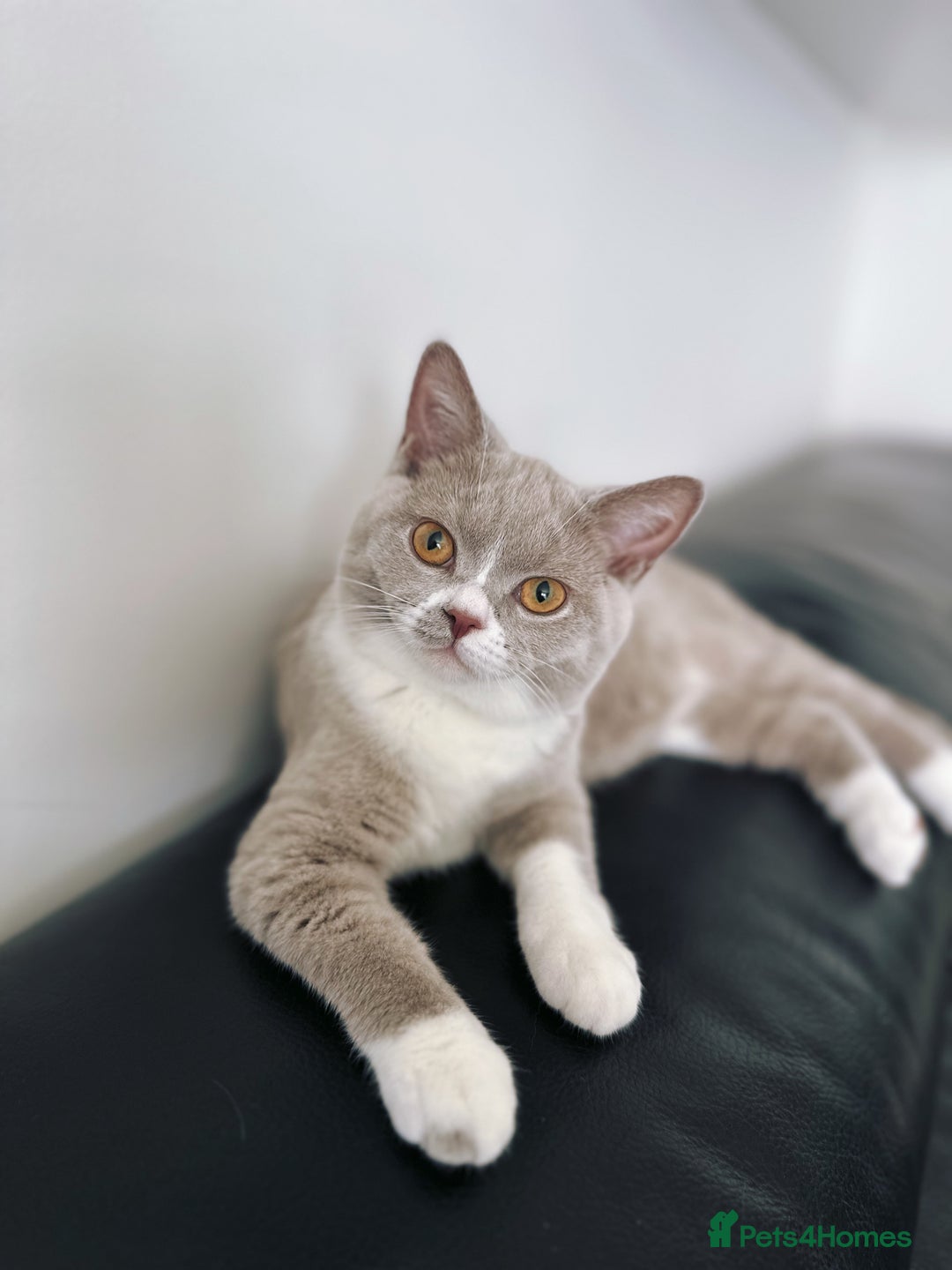 British Shorthair cats for sale: Beautiful BH Bicolour Kittens. Ready now! - Image 9