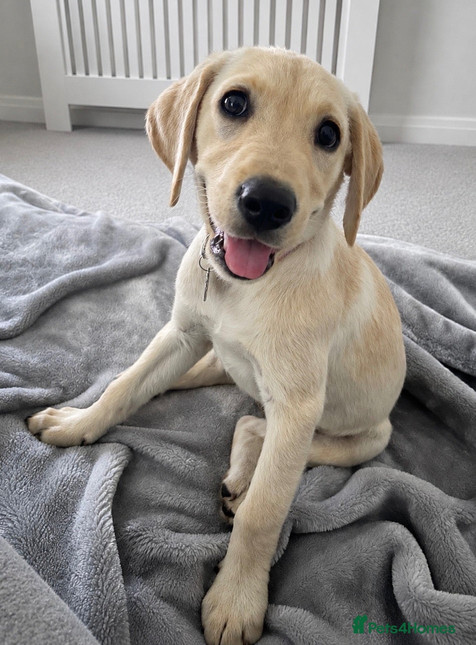 Goldador dogs 5 Month old Goldador Ready for Forever Home - Advert 13