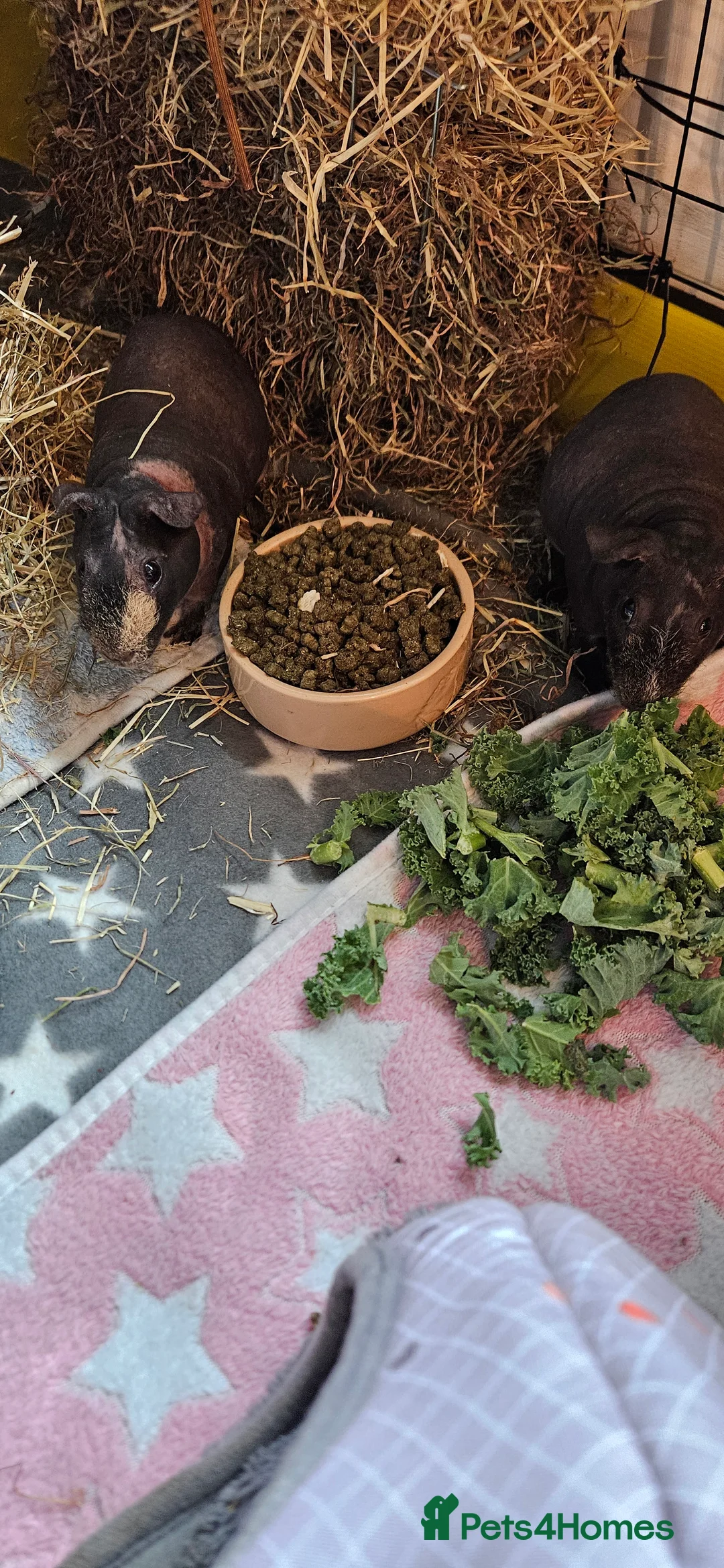 Guinea Pig rodents for sale: 2 male skinny pigs  - Advert 6