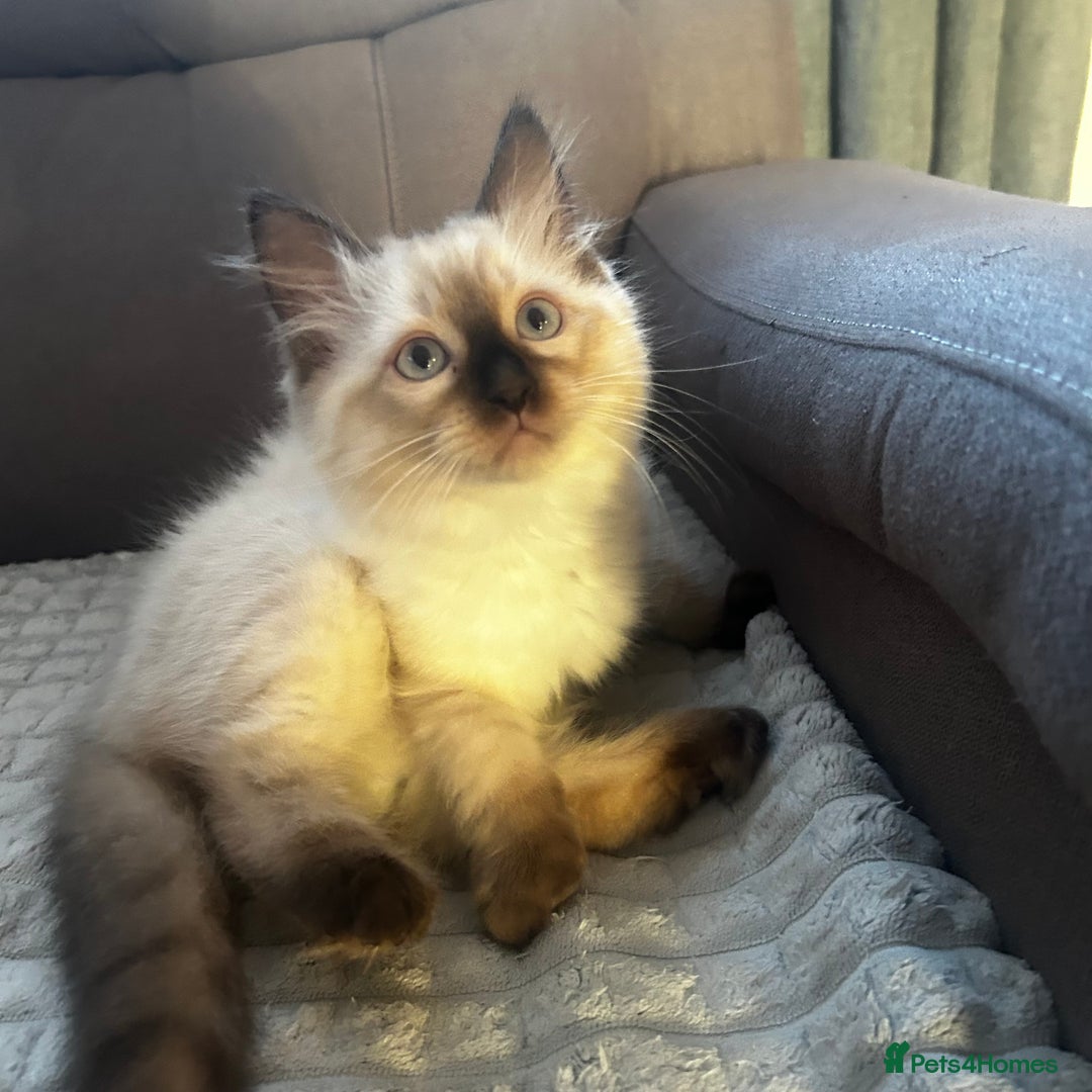 Ragdoll cats for sale: 😻Beautiful Purebred Ragdoll kittens 😻 - Advert 17