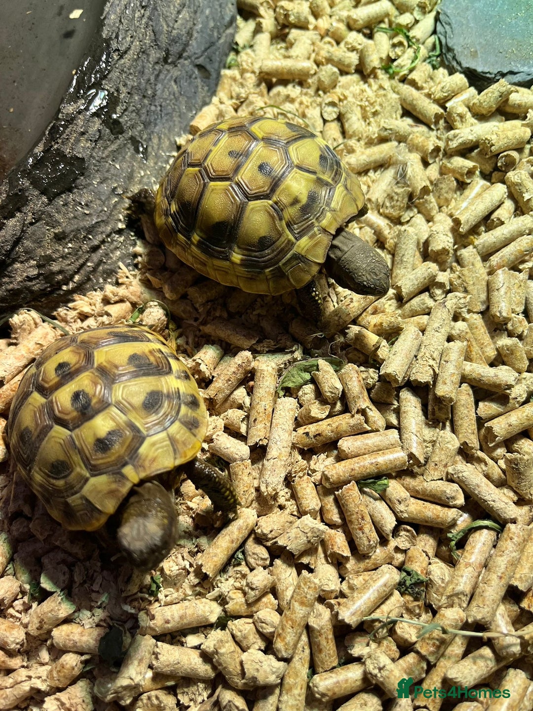 Tortoise reptiles for sale: 2x baby Herman tortoises  - Image 13