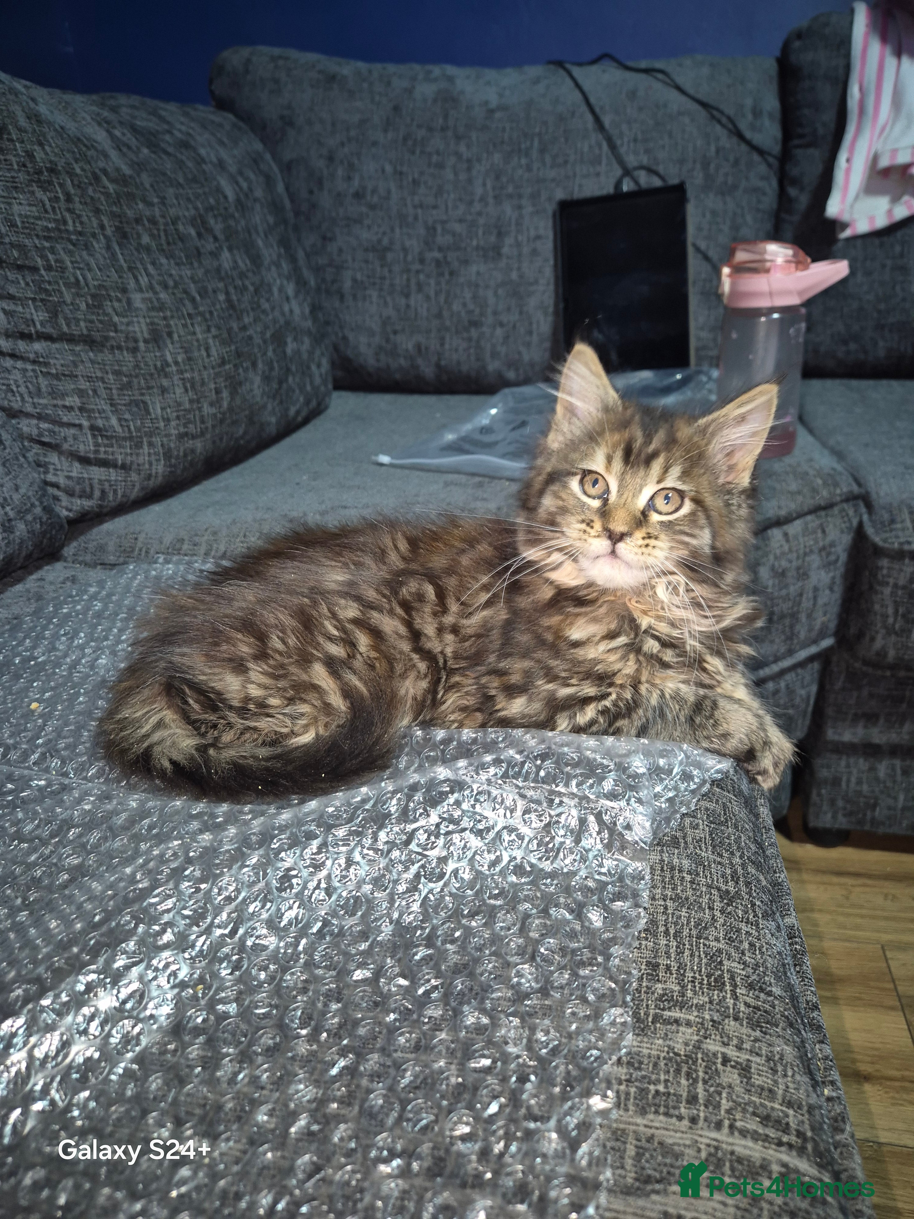 Maine Coon cats Russian /xxl maine coon - Advert 16