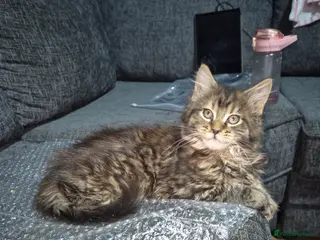 Maine Coon cats Russian /xxl maine coon - Advert 16