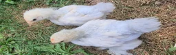 Chickens poultry for sale: Trio of Porcelain Pekin Bantams  - Advert 7