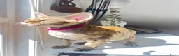 Devon Rex cats for sale: ❤️ OUR LAST GIRL FROM OUR SPRING LITTER  - Advert 6