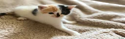 Mixed Breed cats for sale: Cute little kittens  - Advert 9