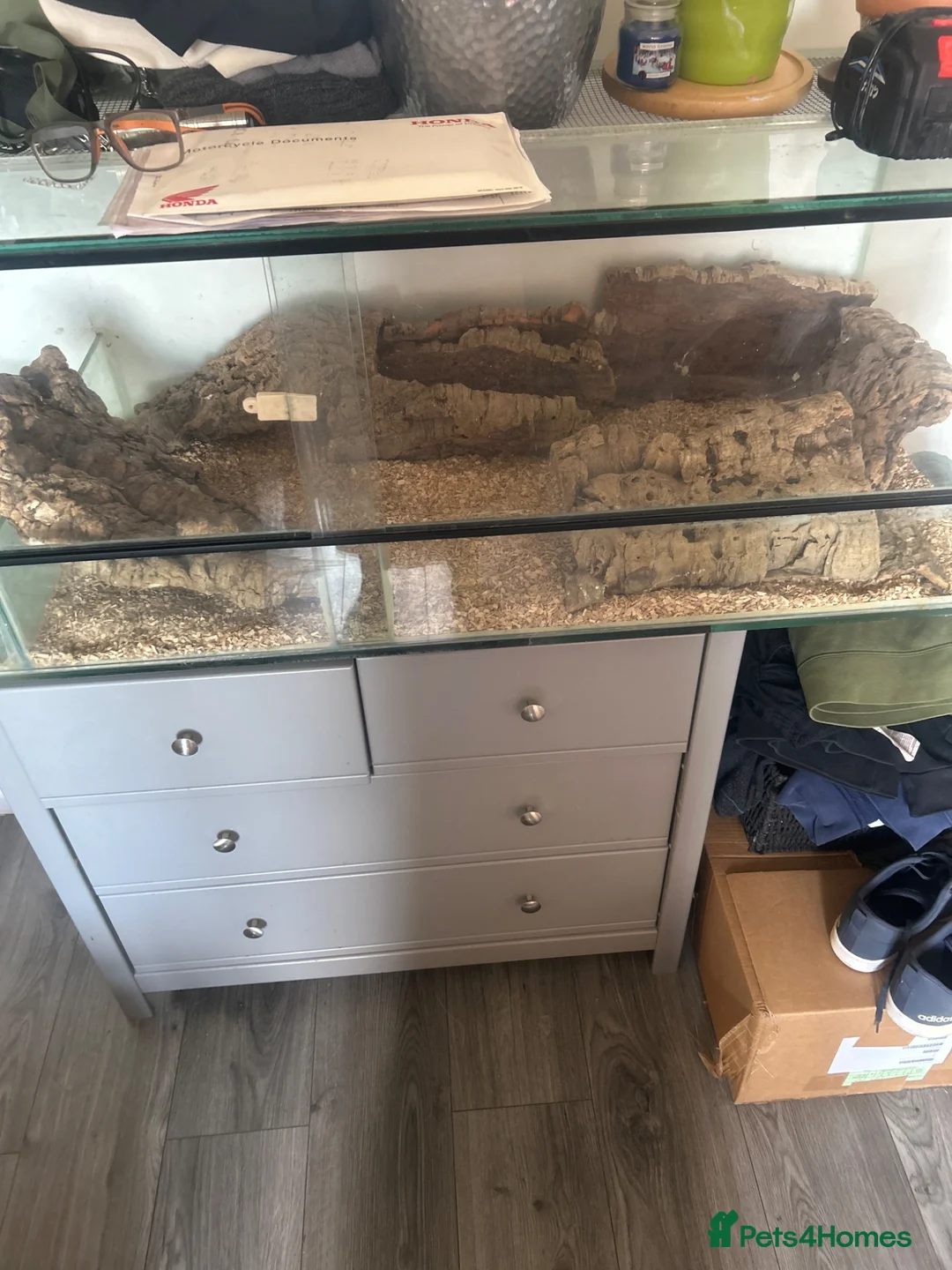 Python Snake reptiles for sale: Ball python  in Havant - Advert 2