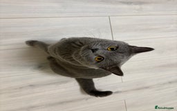 British Shorthair cats for sale: British Shorthair - Image 2