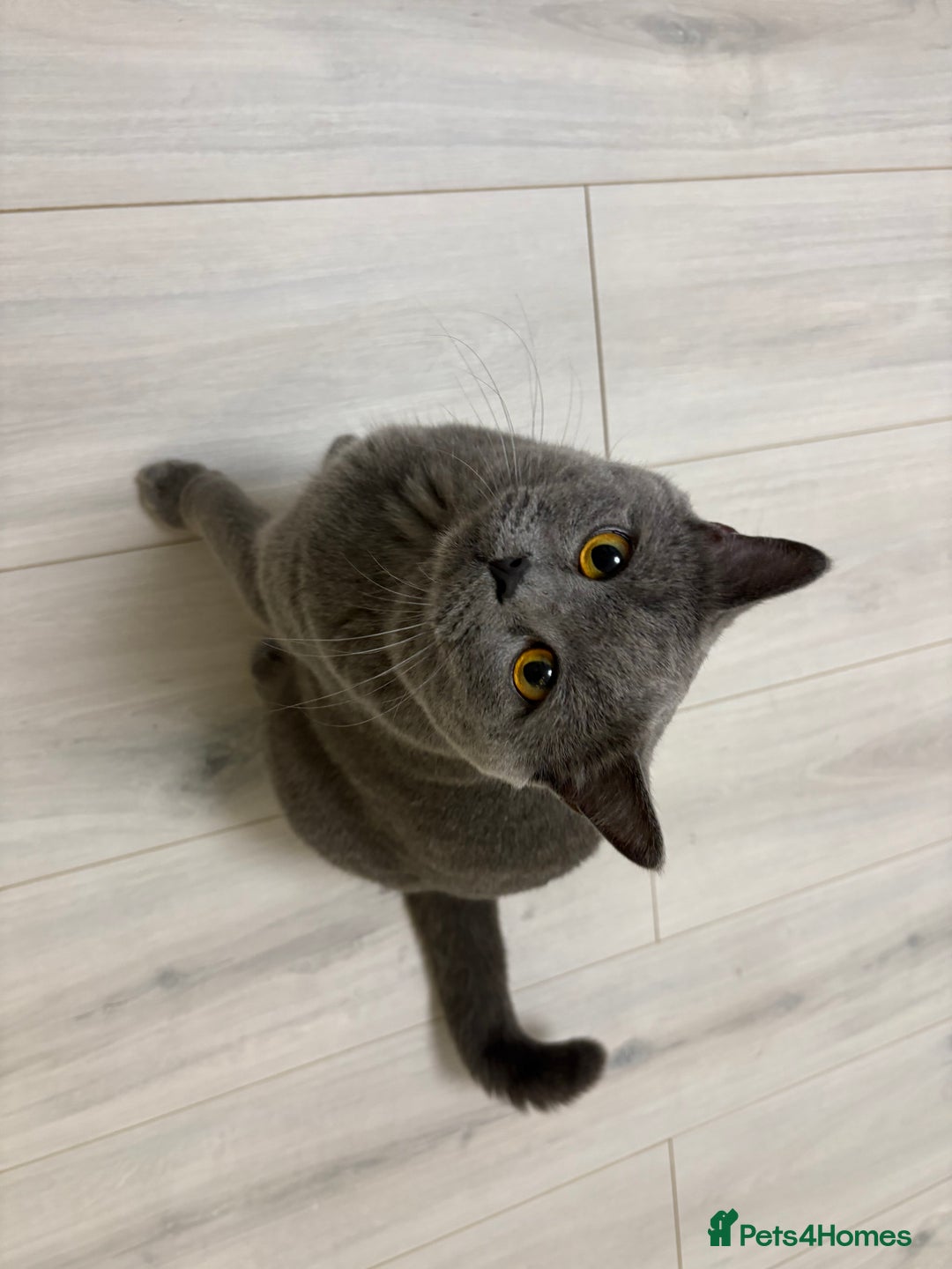British Shorthair cats for sale: British Shorthair - Image 2