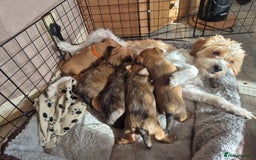 Mixed Breed dogs for sale: Mums a Parsons terrier. Dads a corgie-bassett - Image 5
