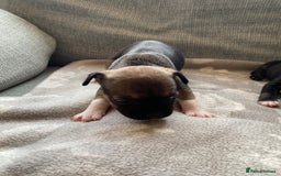 Mixed Breed dogs for sale: French bulldog x Staffordshire bull terrier - Image 4