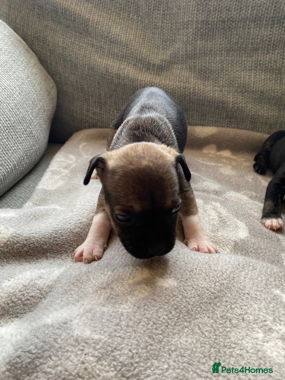 Mixed Breed dogs for sale: French bulldog x Staffordshire bull terrier - Image 4