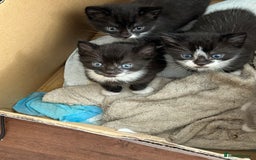 Mixed Breed cats for sale: 3 x Black and white tuxedo male kittens £200 each - Image 6