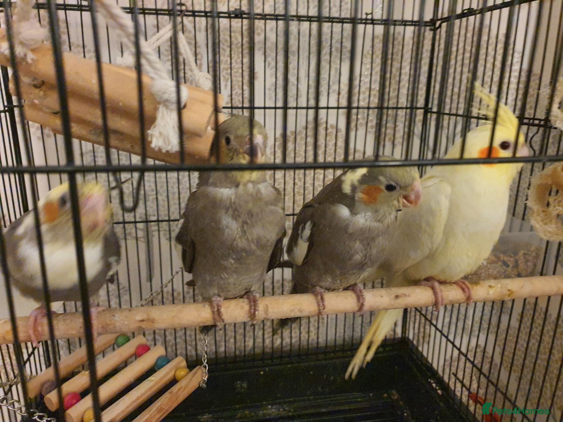 Cockatiels birds Beautiful baby hand reared cockateils. - Advert 7