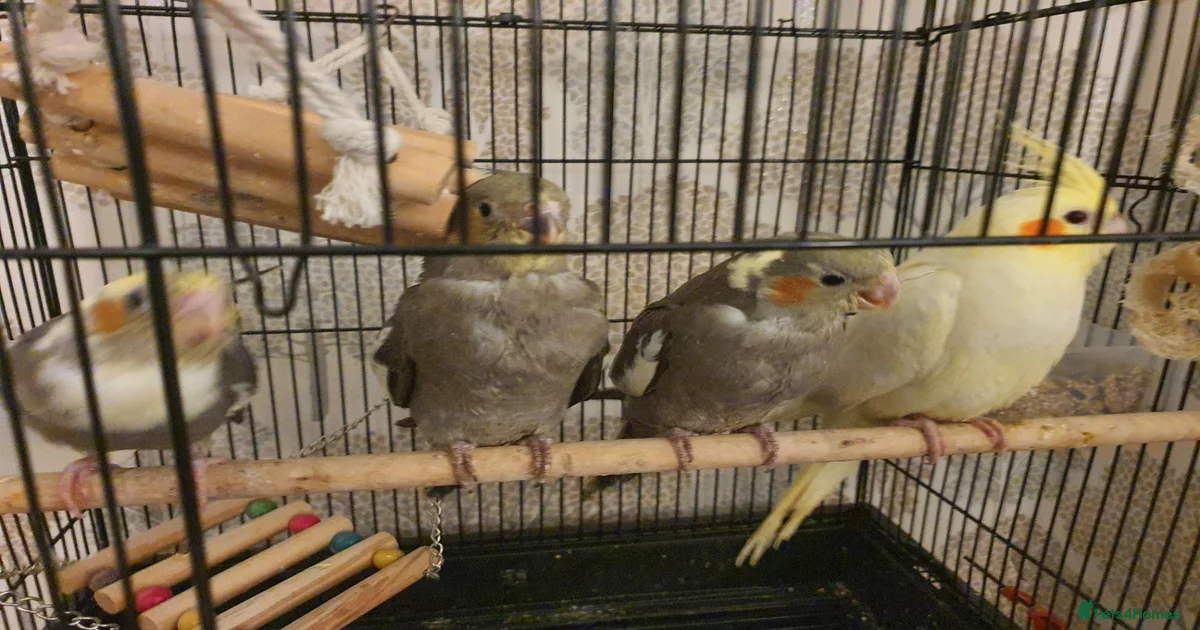 Cockatiels Birds for sale in West Yorkshire | Pets4Homes