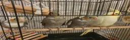 Cockatiels birds for sale: Beautiful baby hand reared cockateils. - Advert 1