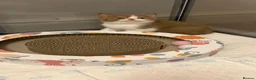 British Shorthair cats for sale: GCCF REG BSH - CHOCOLATE BI & CINNAMON BI KITTENS - Advert 5