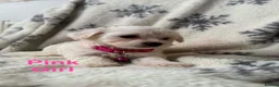 Maltese dogs for sale: Maltese puppies - Advert 36