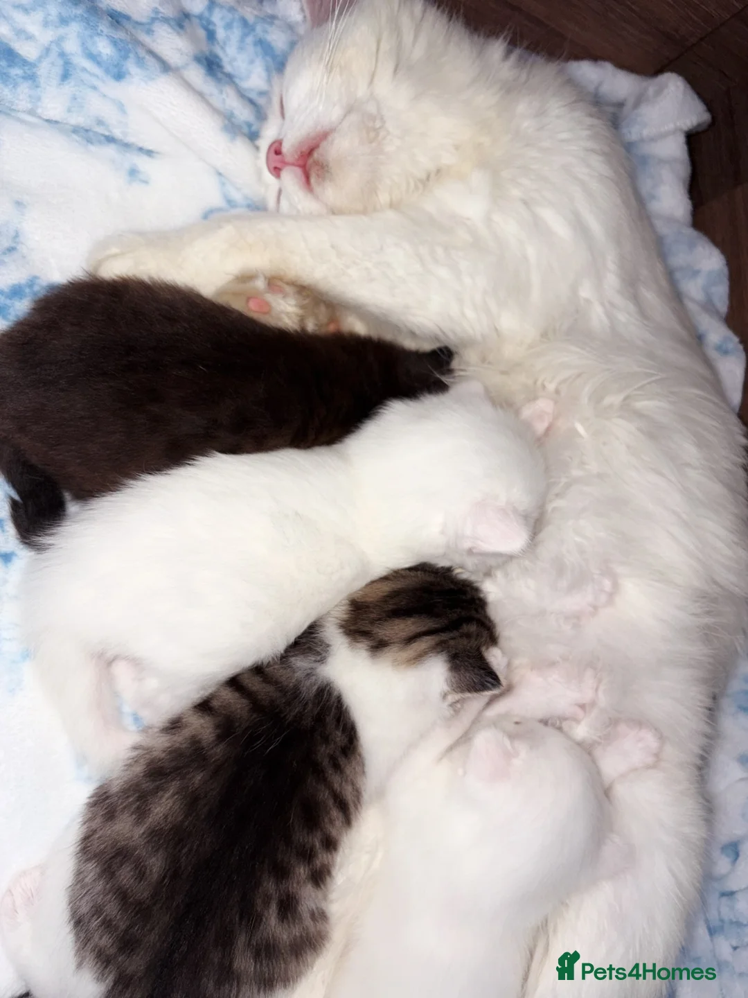 Mixed Breed cats for sale: Gorgeous kittens for sale  in Arundel - Advert 2