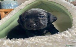 Springador dogs for sale: STUNNING SPRINGADOR PUPPIES  - Image 3