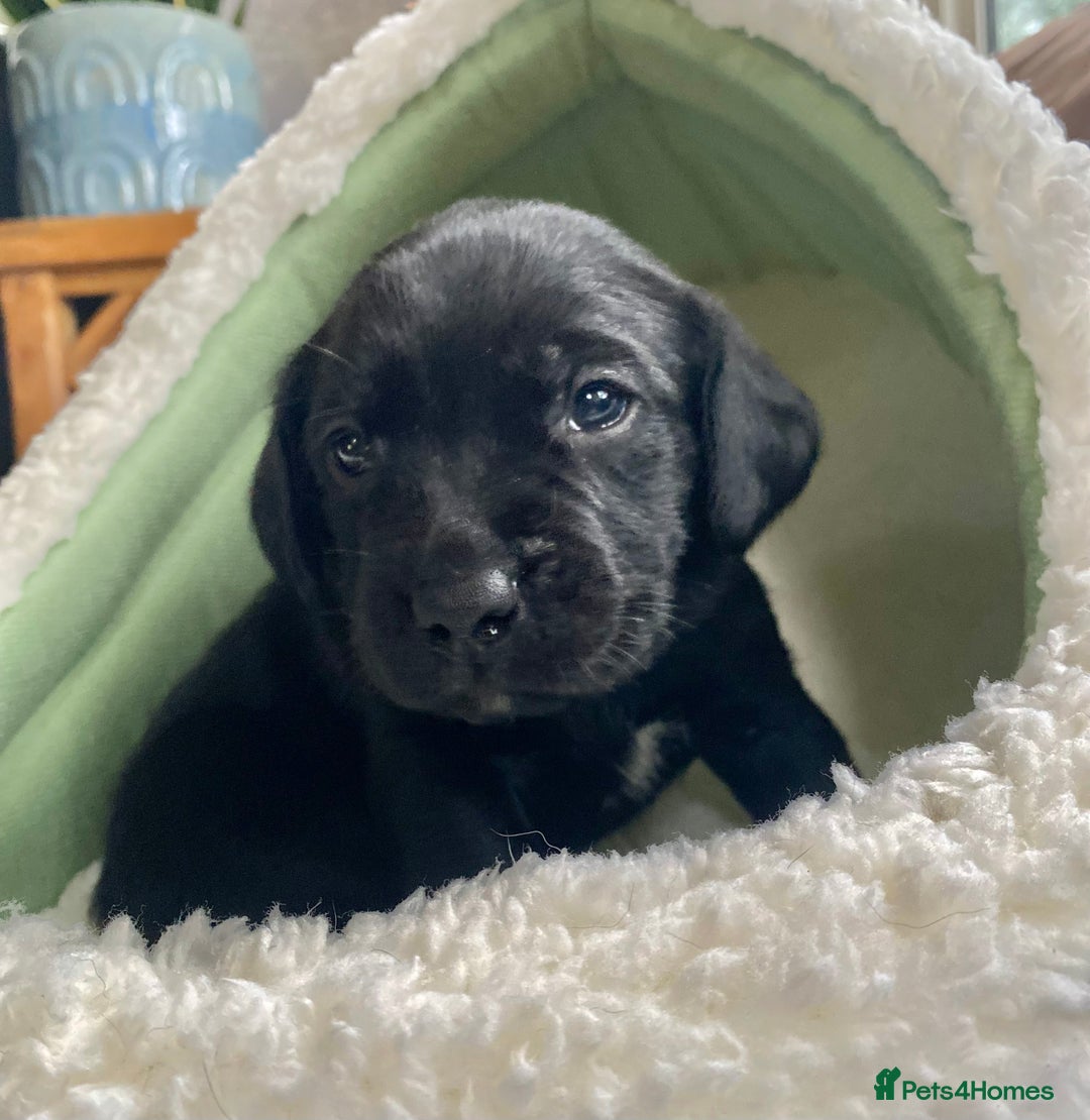 Springador dogs for sale: STUNNING SPRINGADOR PUPPIES  - Image 3