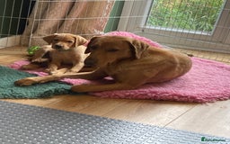 Labrador Retriever dogs for sale: Fully health tested KC reg 5 year old labrador - Image 5