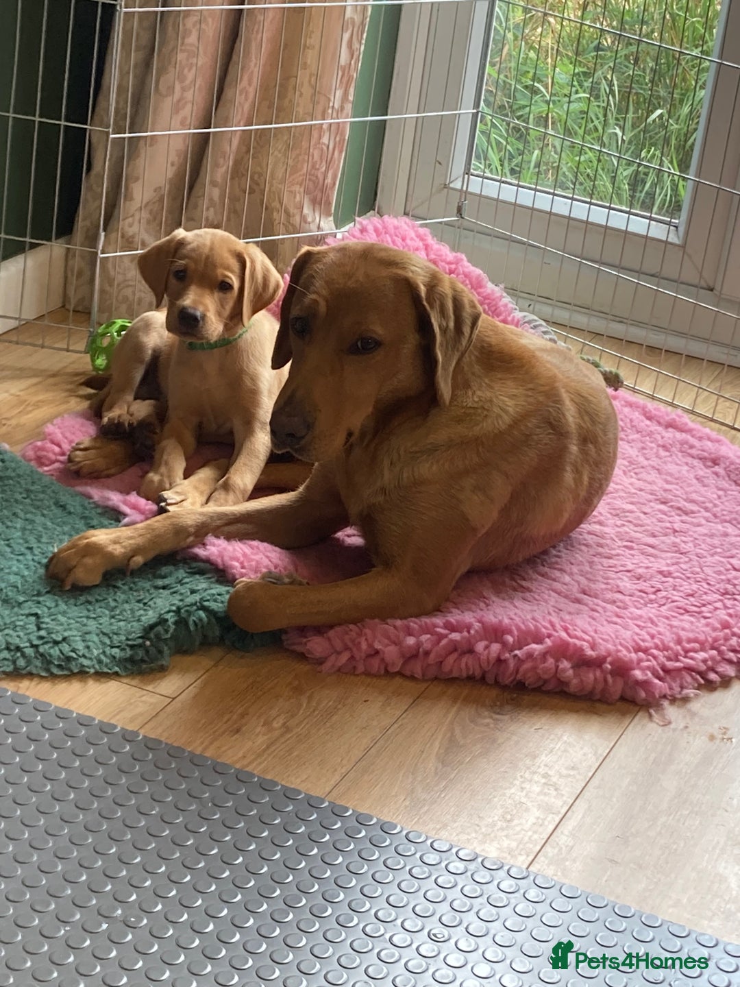 Labrador Retriever dogs for sale: Fully health tested KC reg 5 year old labrador - Image 5