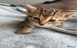 Mixed Breed cats for sale: Adorable Kittens Looking for Their Forever Homes ✨ - Image 4