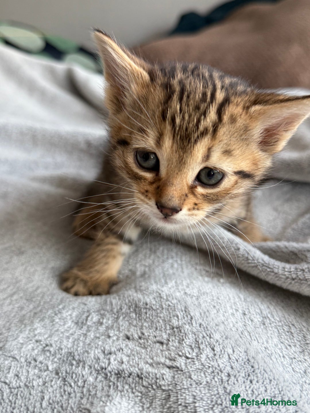 Mixed Breed cats for sale: Adorable Kittens Looking for Their Forever Homes ✨ - Image 4