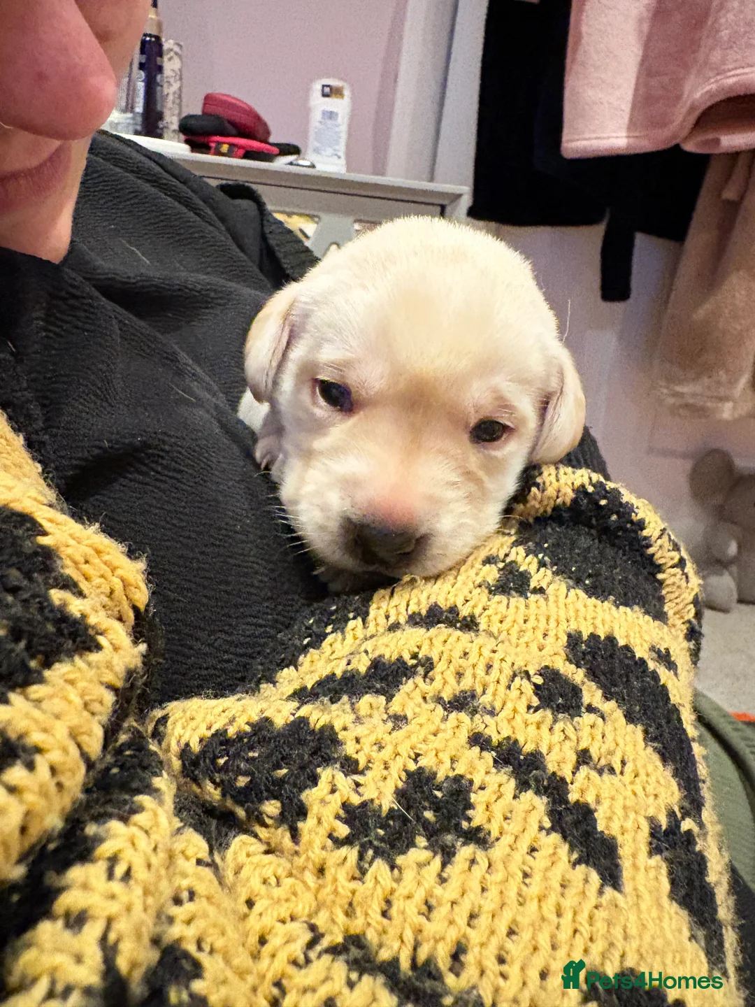 Labrador Retriever dogs for sale: Labrador Retriever Puppies 🐶  - Advert 16