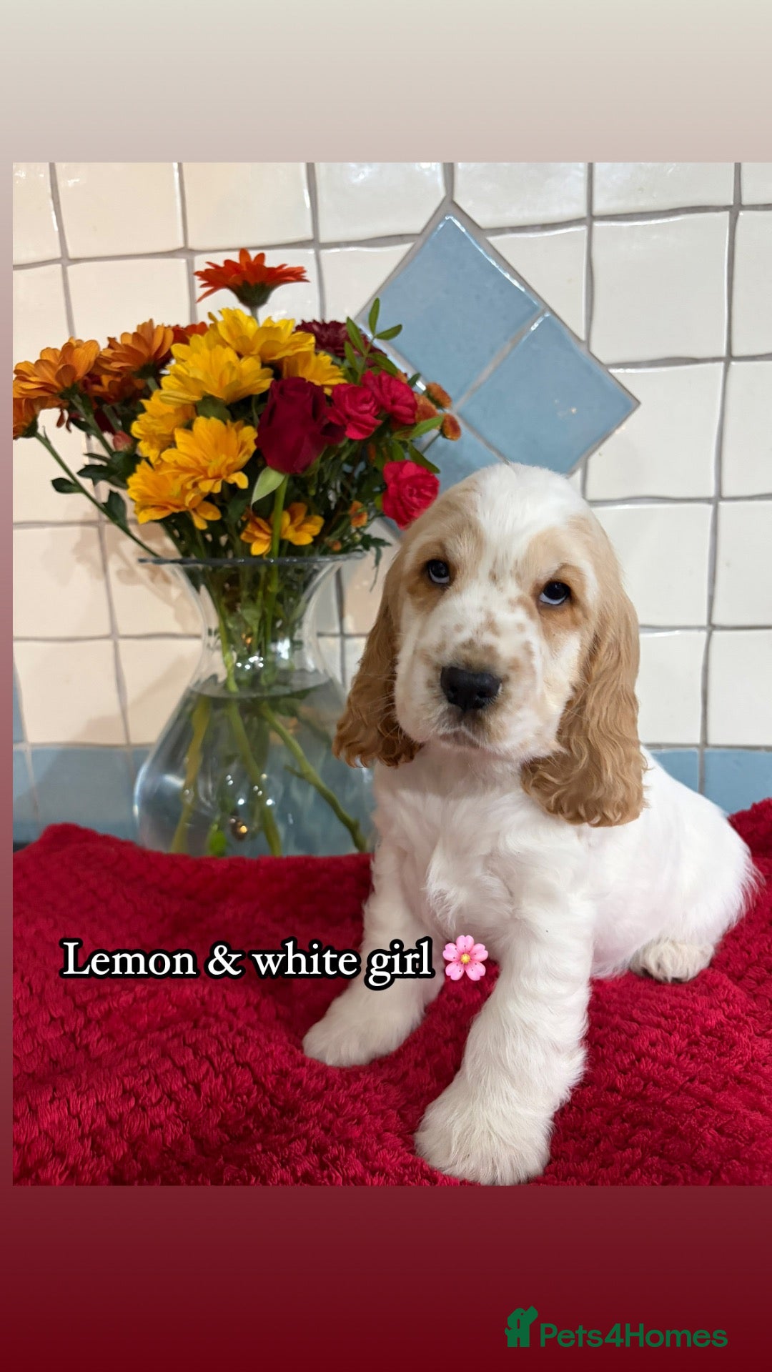 Cocker Spaniel dogs 🏆 Award Winning 🏆 - Advert 1