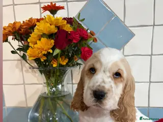 Cocker Spaniel dogs 🏆 Award Winning 🏆 - Advert 1