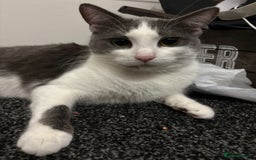 American Shorthair cats for sale: Female Short Hair - Image 5