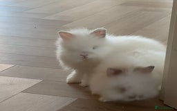 Mini Lion Lop rabbits for sale: Male rabbits  - Image 2