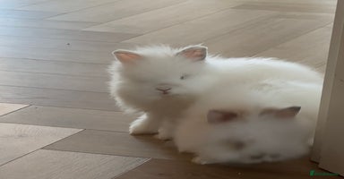 Mini Lion Lop rabbits - Advert 4