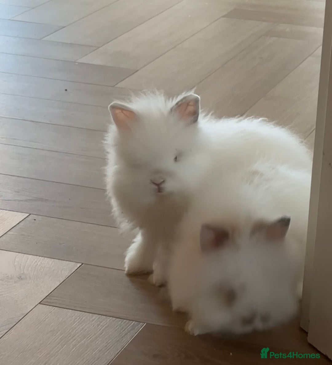 Mini Lion Lop rabbits for sale: Male rabbits  - Image 2