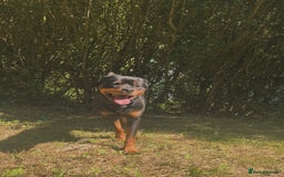 Rottweiler dogs for sale: Rottweiler for sale - Image 1