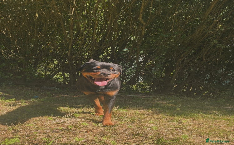 Rottweiler dogs - Advert 3
