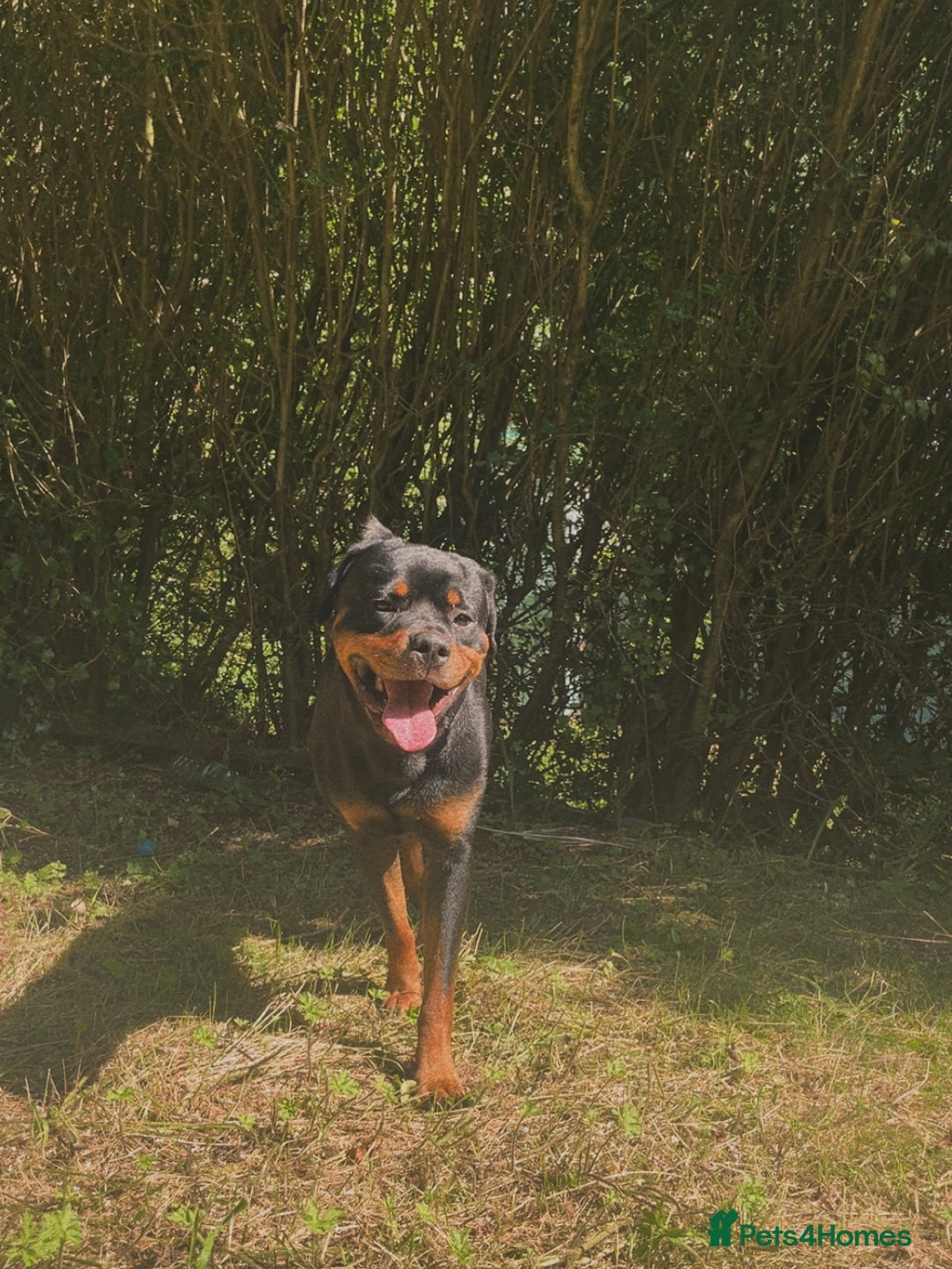 Rottweiler dogs for sale: Rottweiler for sale - Image 1