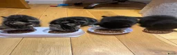 Mixed Breed cats for sale: 4 Beautiful Kittens Looking for Loving Homes!  in Dagenham - Advert 5