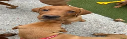 Labrador Retriever dogs for sale: Kc reg Fox red Labradors puppy now reduced  - Advert 3