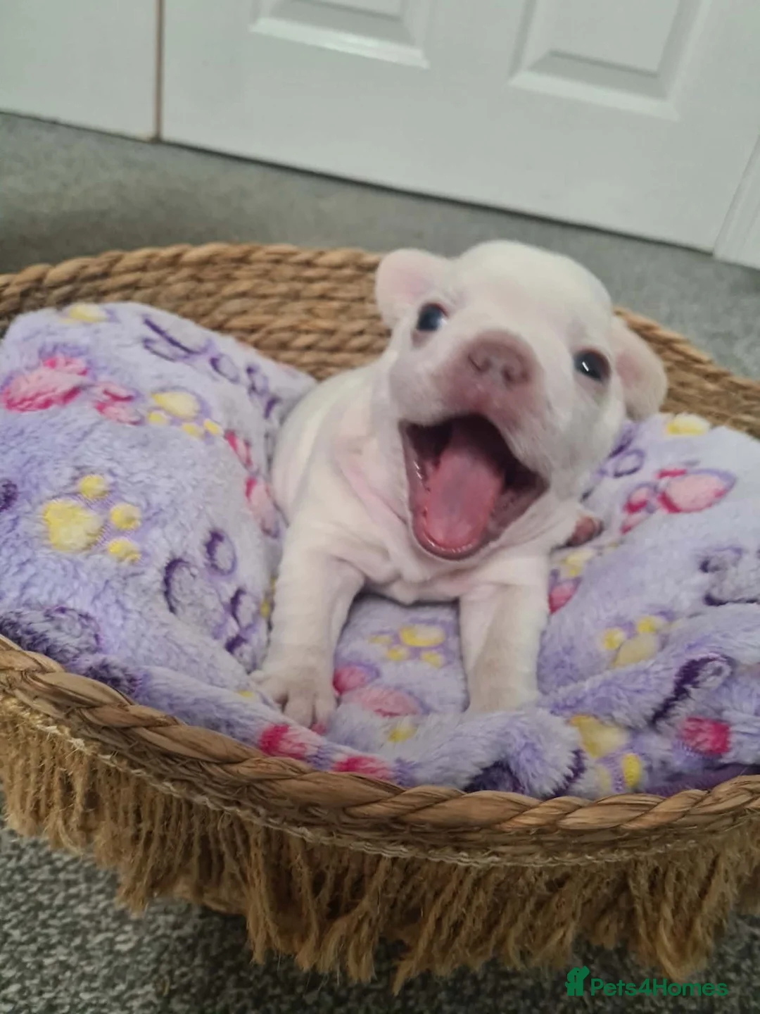 French Bulldog dogs for sale: French bulldog pups  - Advert 4