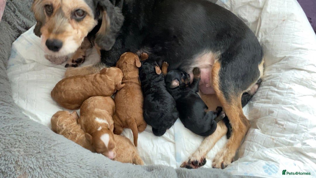 Cockapoo dogs for sale: F1b cockapoo video call viewings available  - Advert 3