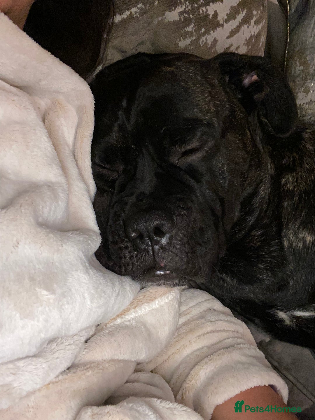Cane Corso dogs for sale: Bruno  - Advert 13